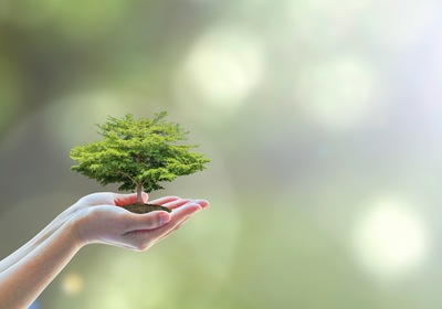 Arbor Day: The Role of Trees in Your Business