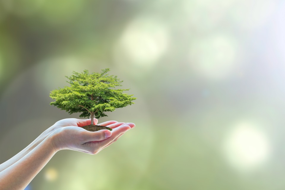 Arbor Day: The Role of Trees in Your Business